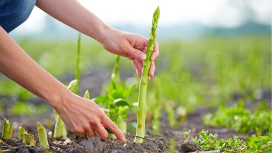 How to Grow Asparagus San Diego min e1644296432743