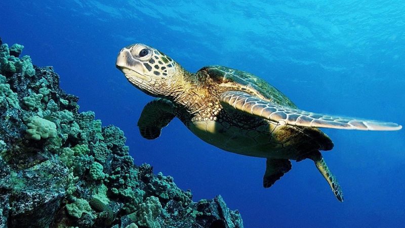 لاک‌پشت‌های دریایی کیش