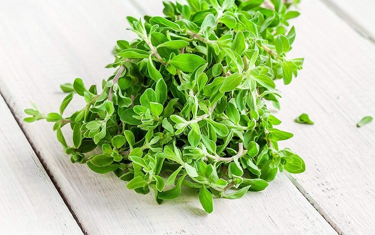 گیاه مرزنجوش