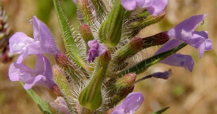 کاکوتی