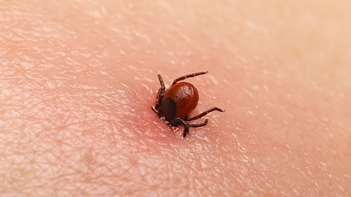 همه چیز درباره کنه