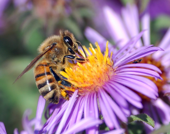 گرده گل - زنبور عسل