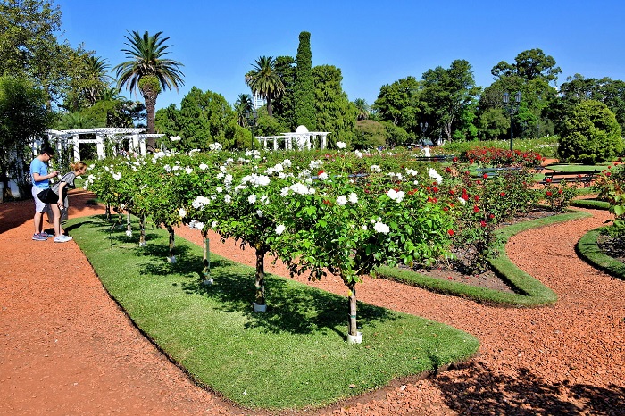 گل رز باغ پالرمو (Palermo rose garden)