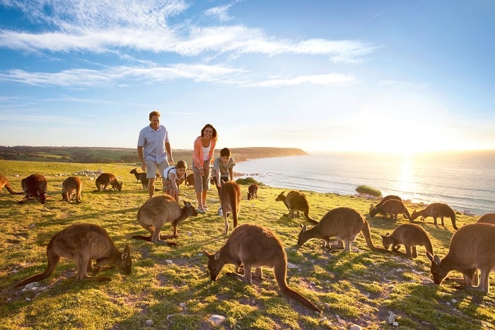 جزیره کانگورو (Kangaroo) در کشور استرالیا