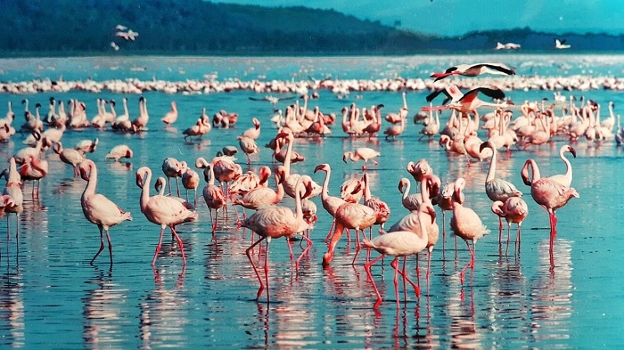 دریاچه ناکورو (Nakuru) در کنیا