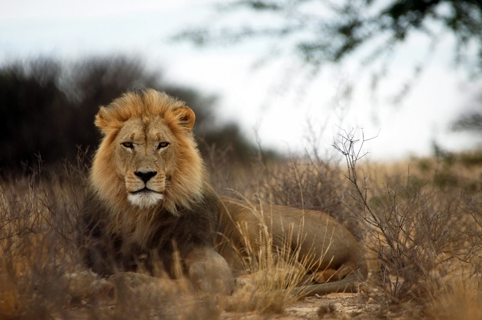 پارک شیر (Lion Park) در آفریقای جنوبی