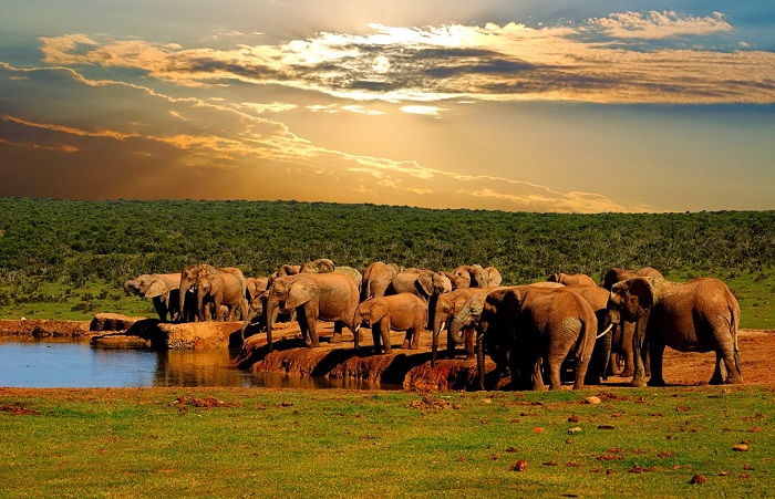 پارک ملی Addo Elephant در آفریقای جنوبی