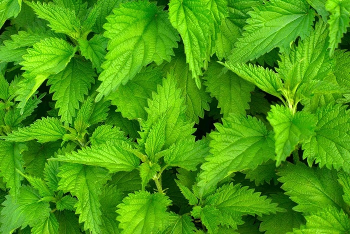 گیاه گزنه چه خواصی دارد