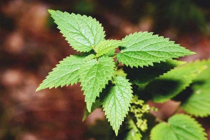 گیاه گزنه چه خواصی دارد
