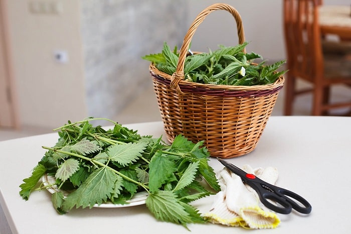 گیاه گزنه چه خواصی دارد