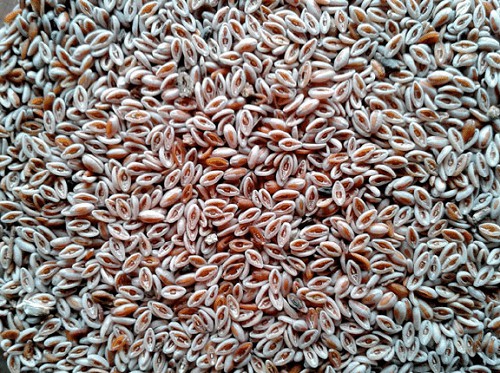 به جای انسولین چی استفاده کنیم؟ (جایگزین های طبیعی انسولین) پسیلیوم یا اسفرزه