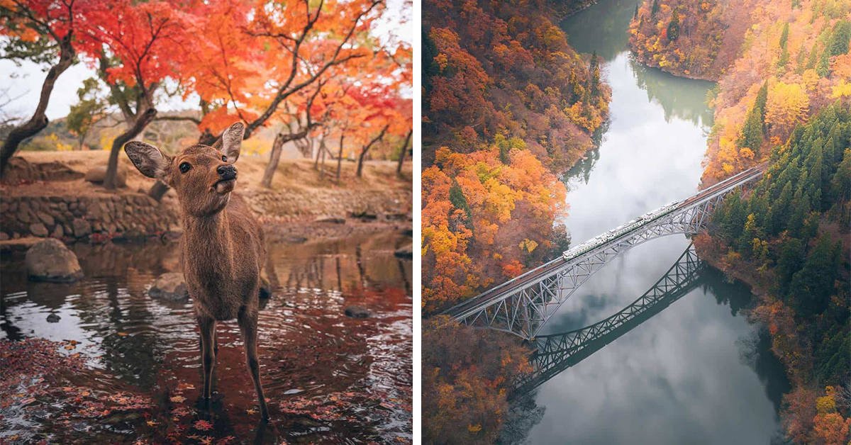 عکس های پاییز توکیو در ژاپن