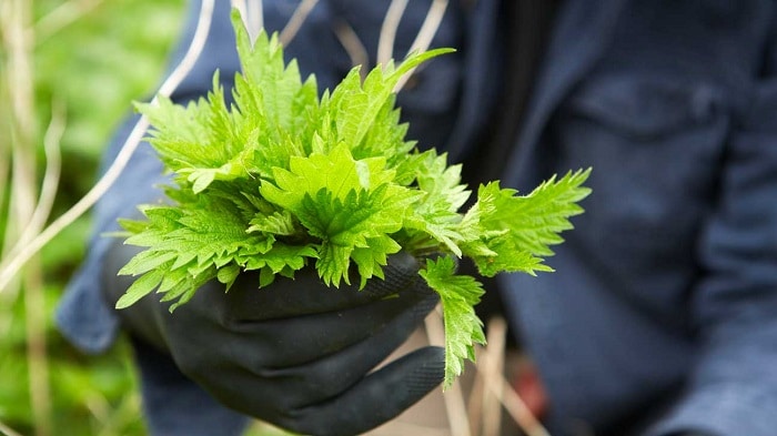 گیاه گزنه چه خواصی دارد