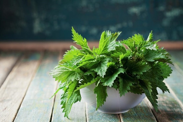 گیاه گزنه چه خواصی دارد