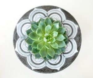 concrete succulent planters 300x250 1