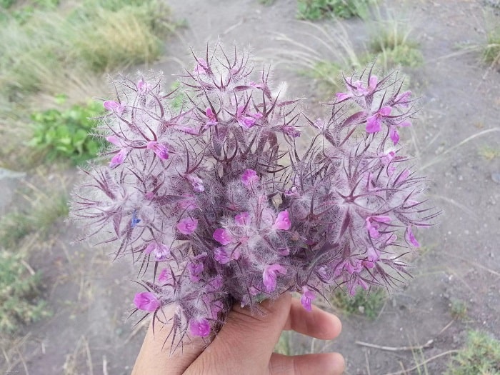 خواص چای کوهی