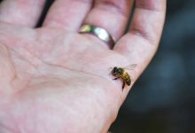 فواید نیش زنبور عسل