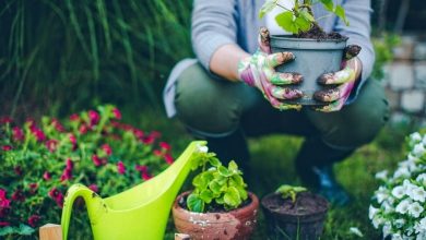 فواید باغبانی برای جسم و روان