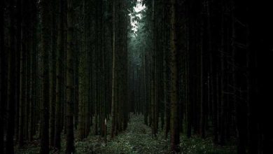 انشا در مورد جنگل ترسناک