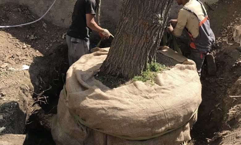 جابجایی درخت|بهترین روش و زمان مناسب جابجایی درخت