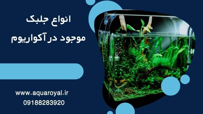 انواع جلبک