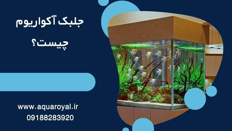 جلبک آکواریوم