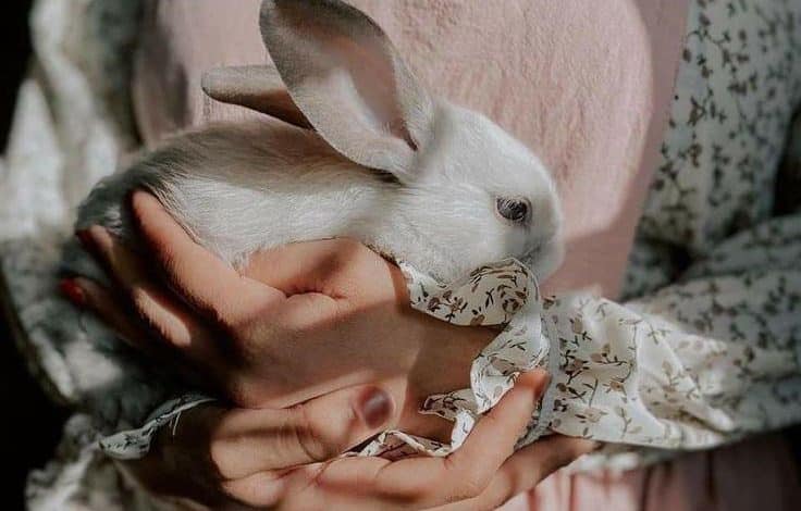 عکس دختر با خرگوش برای پروفایل