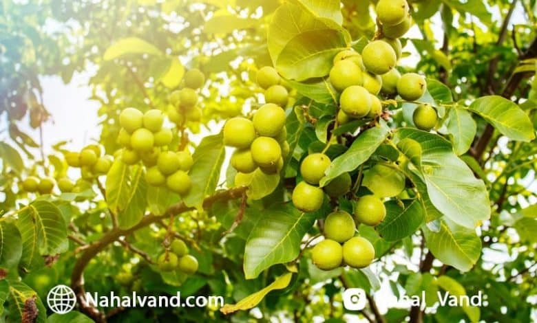 بهترین نهال گردوی شناسنامه دار