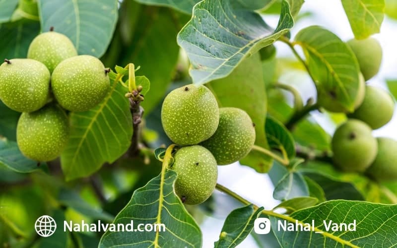 ارقام تجاری گردو پیوندی