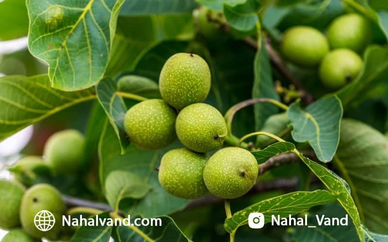 انواع نهال گردو پیوندی