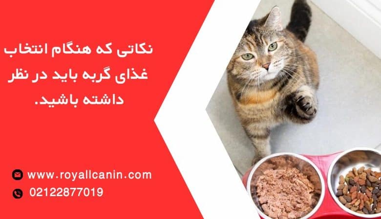 نکاتی که هنگام انتخاب غذای گربه باید در نظر داشته باشید