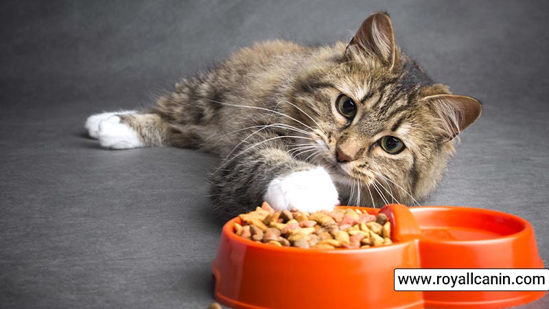 نکاتی که هنگام انتخاب غذای گربه باید در نظر داشته باشید