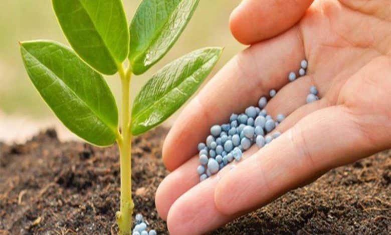 چه کودهایی تاثیر به سزایی در افزایش باردهی نهال میوه هلو و شلیل دارد؟