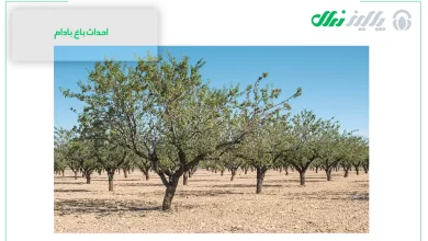 احداث باغ بادام از بزرگترین تولید کننده نهال بادام در ایران با یک قرن تجربه 5