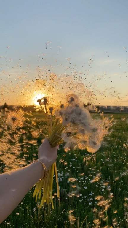 عکس قاصدک در دست دختر برای پروفایل