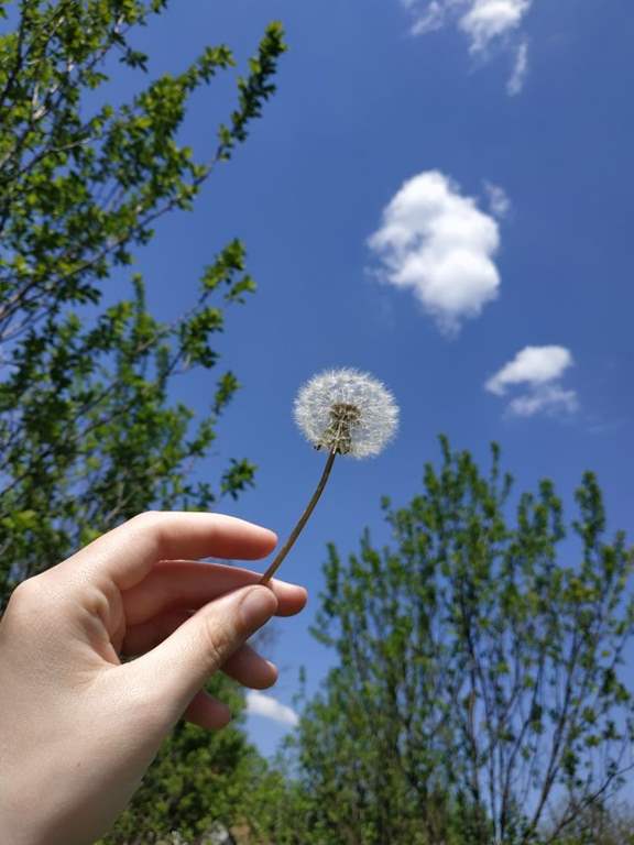 عکس قاصدک در دست دختر برای پروفایل