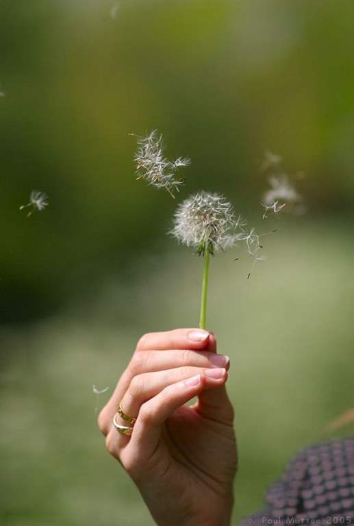 عکس قاصدک در دست دختر برای پروفایل
