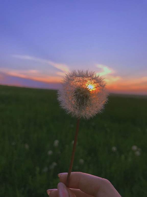 عکس قاصدک در دست دختر برای پروفایل