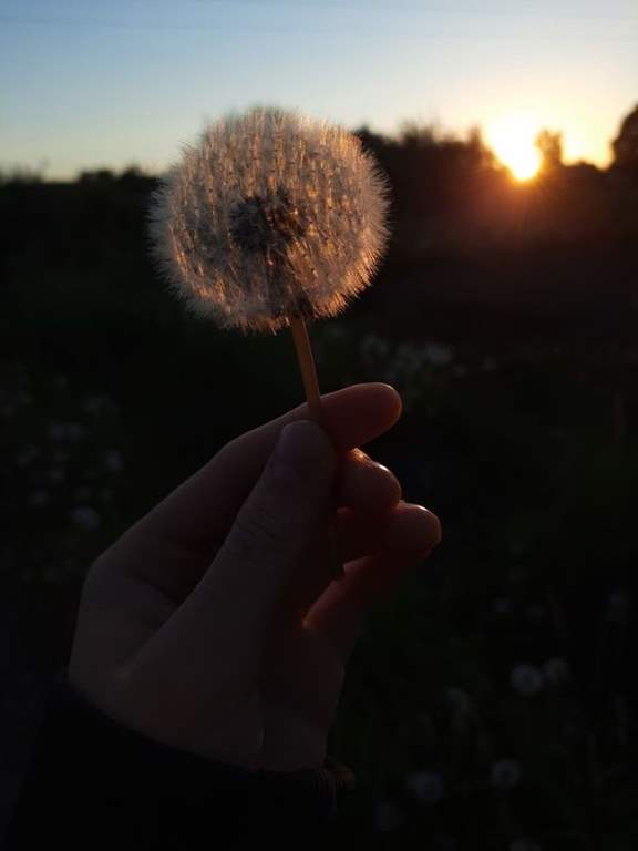 عکس قاصدک در دست دختر برای پروفایل