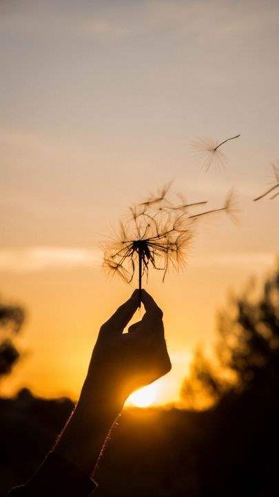 عکس قاصدک در دست دختر برای پروفایل