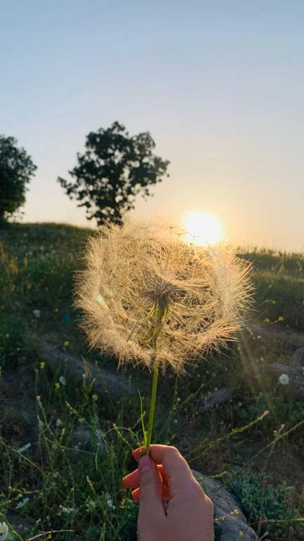 عکس قاصدک در دست دختر برای پروفایل