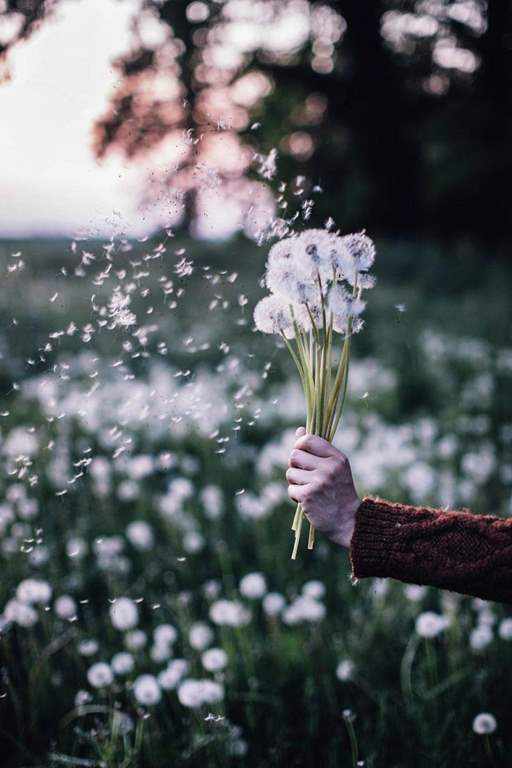 عکس قاصدک در دست دختر برای پروفایل