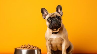 راهنمای خرید غذای سگ - انتخاب بهترین غذای سگ - خرید غذای سگ از پت شاپ حامی پت
