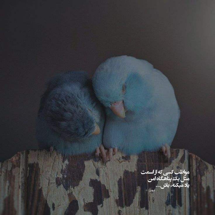 عکس پروفایل جدید امسال عاشقانه با متن + عکس پروفایل دو نفره عاشقانه عکس پروفایل جدید امسال عاشقانه با متن + عکس پروفایل دو نفره عاشقانه