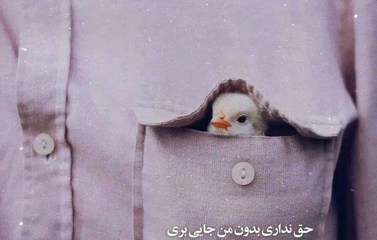 عکس پروفایل جدید امسال عاشقانه با متن + عکس پروفایل دو نفره عاشقانه