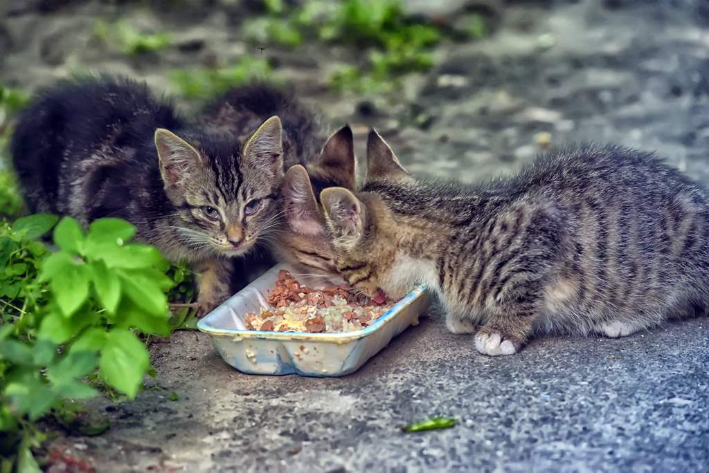 غذا دادن به گربه خیابانی