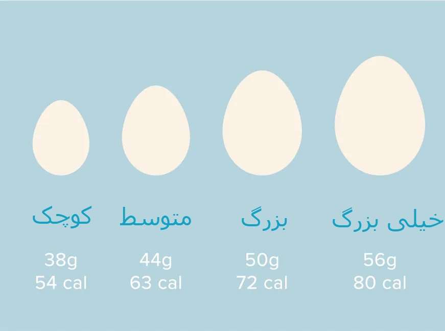 How-Many-Calories-Are-in-an-Egg-body-----x تخم مرغ آب پز چند کالری دارد