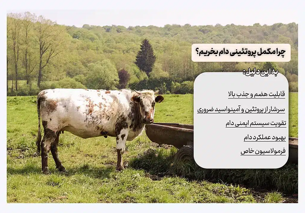 مکمل پروتئینی دام