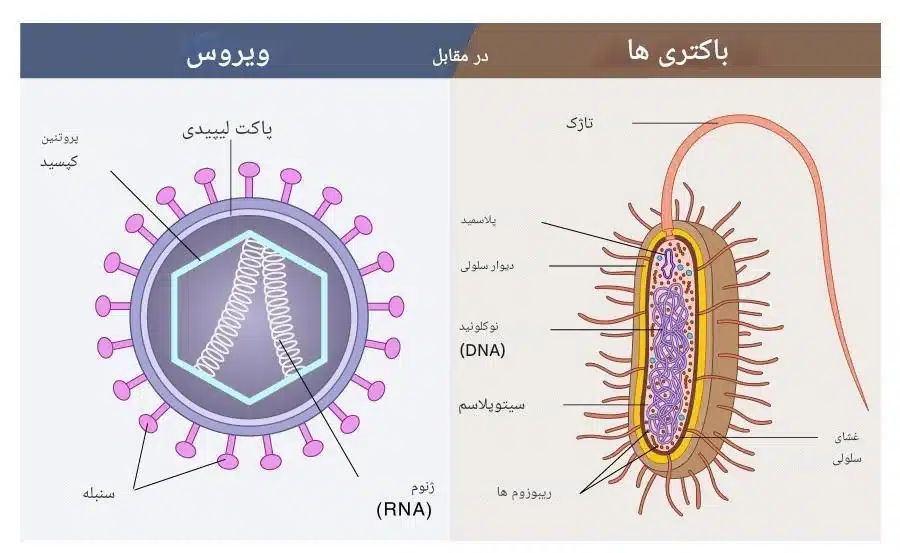 تفاوت بین ویروس و باکتری و میکروب (2) تفاوت بین ویروس و باکتری و میکروب چیست؟