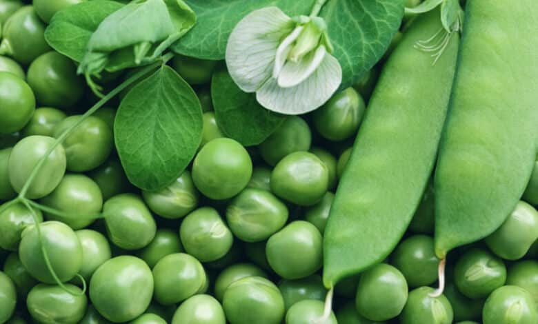 هر ۱۰۰ گرم نخود فرنگی چقدر پروتئین دارد؟